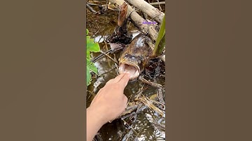 Cá Lớn - cá Lóc Khủng há miệng đợi con mồi 😱 #khacthuyvlogg