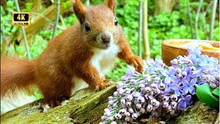 Squirrel's Mom and Her Fluffy Friends 💜| Magnificent Forest | Nature Relax Music | Birds Chirping