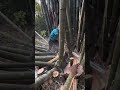 the process of cutting bamboo using a cutting tool at the bottom #automobile