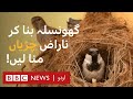 An Indian Organisation's Quest to Help People Bring  Sparrows Back to Homes - BBC URDU