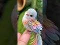 Gorgeous Bird عصفور بجنن Birds Usa Canada حيوانات طيور حيوانات Bird Birdsounds Animals Pet