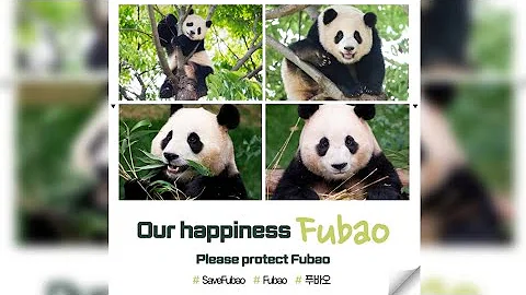 Save Fubao, Please pay attention and protect to FUBAO, and help me. - DayDayNews