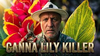 Stop! You are killing your Canna lillies with these five critical mistakes