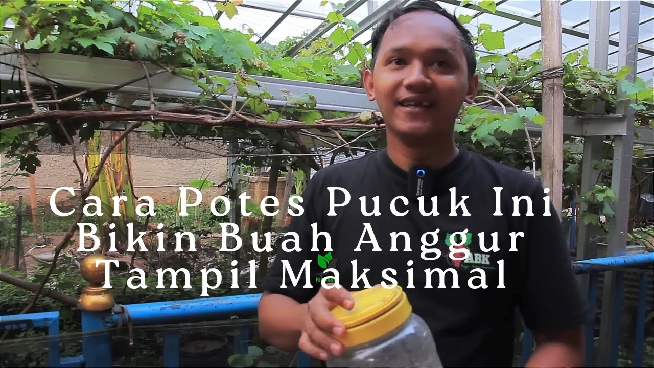 Должен знать! Как обрезать побеги, чтобы размер винограда был максимальным