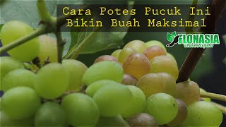 Wajib Tau! Cara Potes Pucuk Supaya Ukuran Buah Anggur  Maksimal