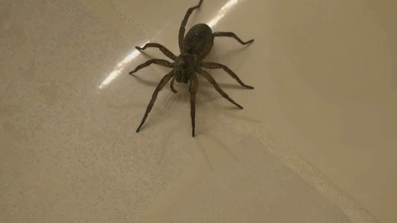 The wolf spider is autumn's most frightening home intruder - The