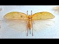 Pinning a Giant False leaf Katydid | How To Pin And Spread A Large Insect With Bulky Abdomen