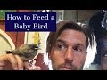 feeding a baby bird