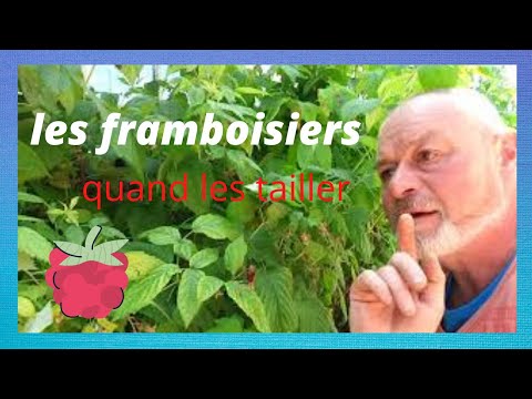 Vidéo: Agir Contre Le Framboisier