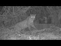Cute Leopard Cubs Reunited With Mother | Wildlife Trust of India | Eco Echo Foundation | Nashik