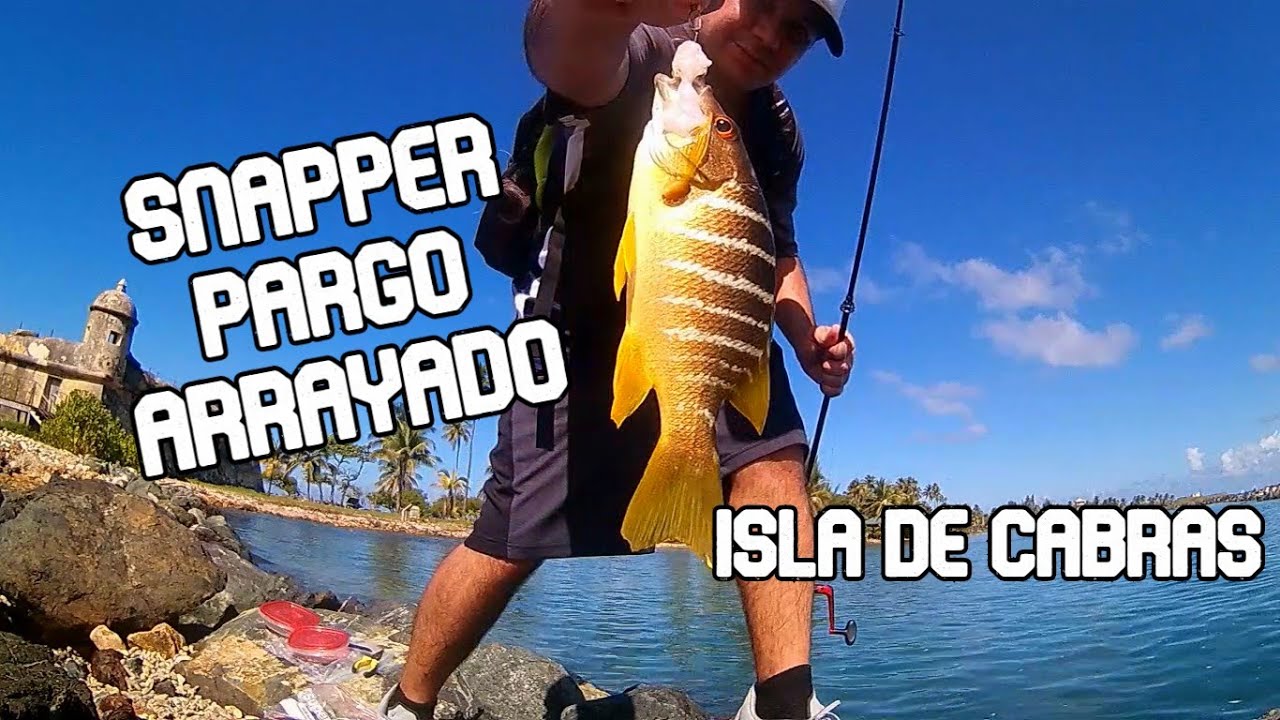 Arrayado Fish Pesca de pargo snnaper arrayado (Isla de Cabras - Puerto Rico) - YouTube