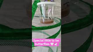 #special #butterflies #tobe #inlovingmemory #son #missyoueveryday #everysecond #griefjourney 🤍🙏🕊️