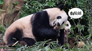 Heye hugged Hehua's feet and chewed them. Hehua got a little angry. by 胖达日记 Hi Panda 3,488 views 4 days ago 1 minute, 17 seconds