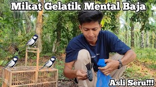 Mikat Burung Gelatik Batu Pakai Kandang Jebakan