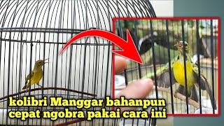 Rahasia Perawatan Kolibri Manggar Bahan Biar gacor seketika