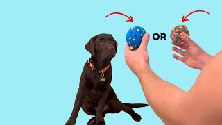 LABRADOR PUPPY CHOOSES HIS FAVORITE BALL!!!