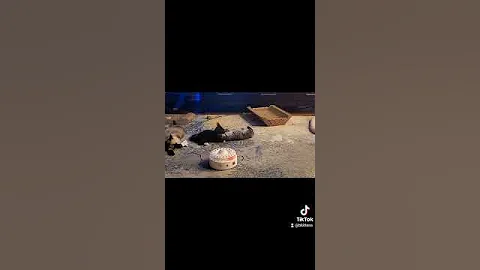 Watch the video about Kitten Wrestling #cat #siamese #kitten #babyanimals #cute #shorts #kittens #playing #pets #animals