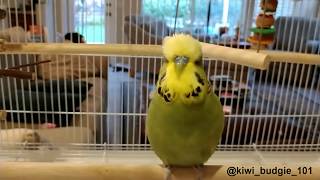 Dancing Budgie | Parakeet
