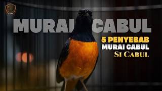 Murai Cabul? Ternyata Penyebab Aslinya Bukan yang Kita Kira