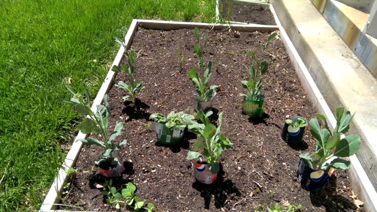 When Collards Bolt YouTube