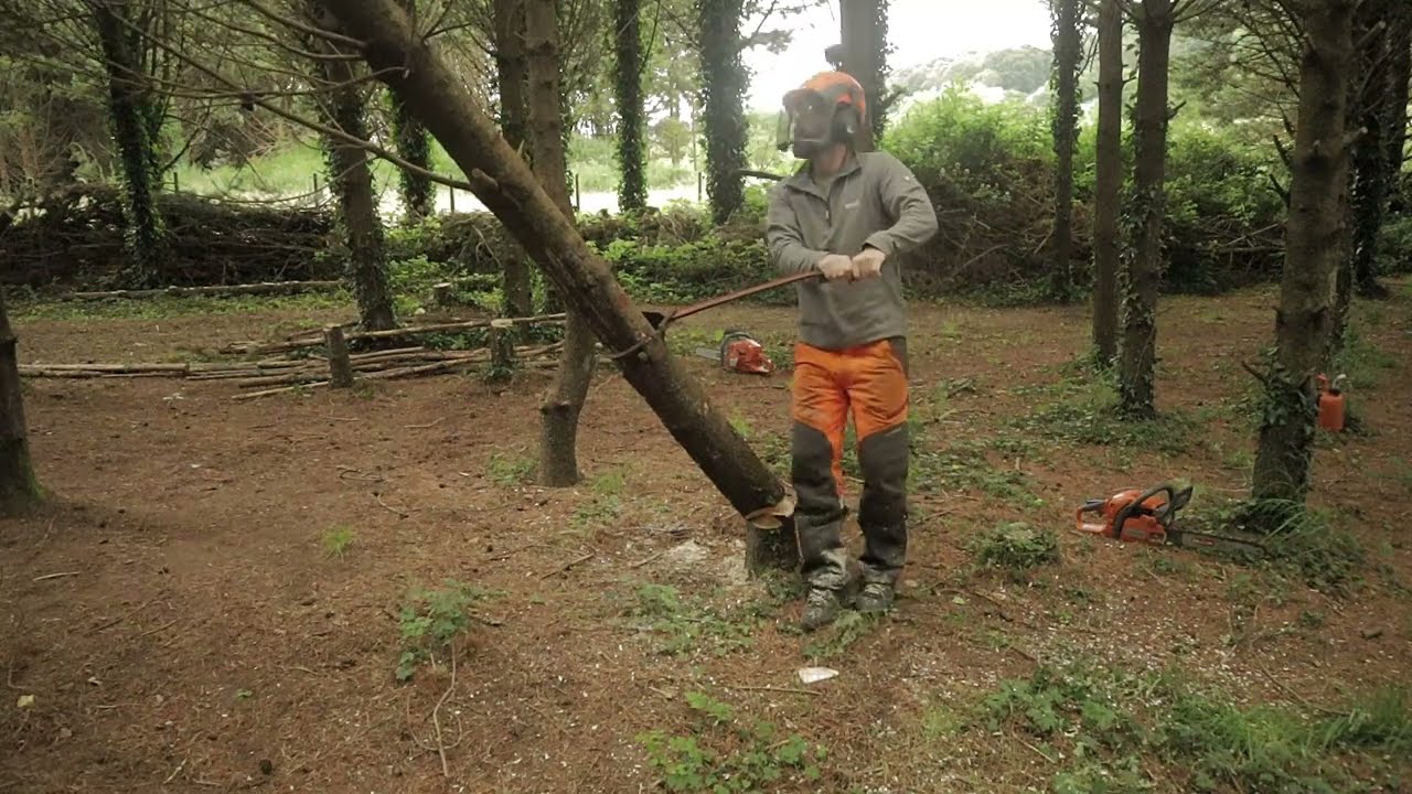 Tree felling Disaster - Husqvarna 435 Chainsaw Problems - Dodgy Plans