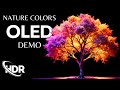 Best OLED Demo Nature Colors in HDR, 60 FPS with Dolby Vision, and Dolby Atmos.