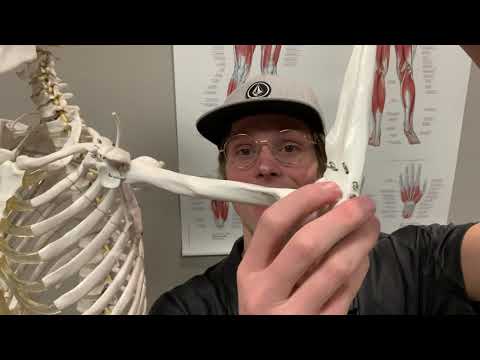 Anatomi: Beinstrukturer underarmen