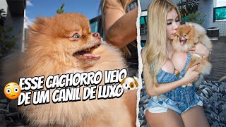 😳 Fui comprar um Lulu da Pomerânia no melhor canil do Brasil!