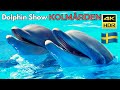 4k hope dolphin show kolmrden