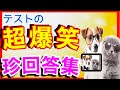 テスト珍回答【総まとめ】 超爆笑 ネットの面白い珍解答総集編✨