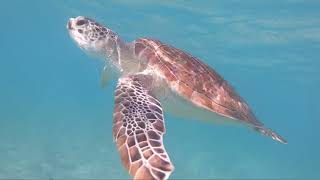 Snorkeling at Maho Bay, USVI