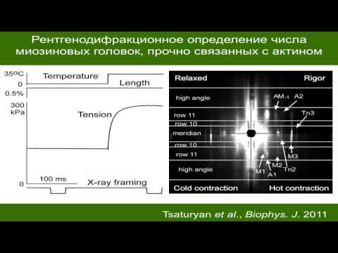 Цатурян А.К. Механизмы работы и регуляции актин-миозинового мотора поперечно-полосатых мышц