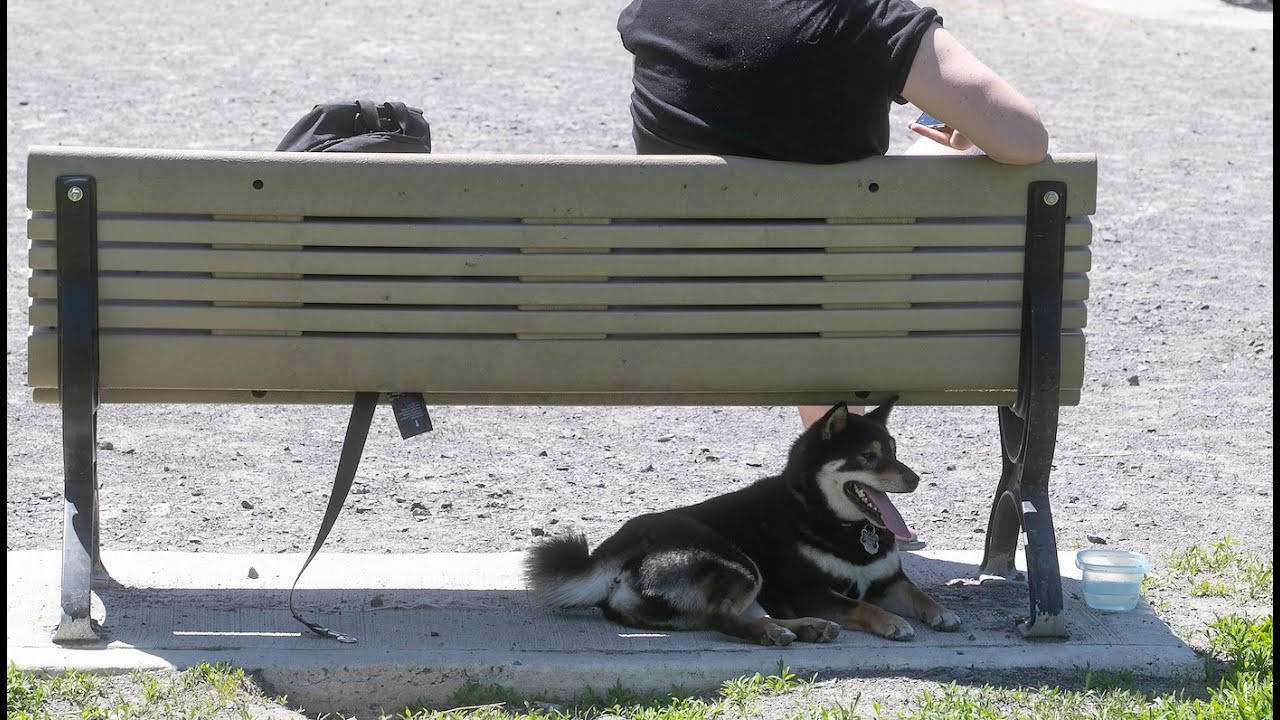 Dog parks reopen in Montreal YouTube