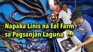 Eel Farm- Cleanest Setup - Anguilla Bicolor Pacifica  Part 1