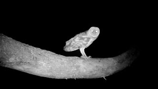 Barn Owl - Tico Times