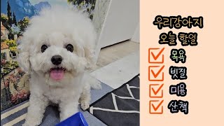 한여름에 유용한 강아지추천템 일회용 강아지 수건 | 물놀이 필수템 