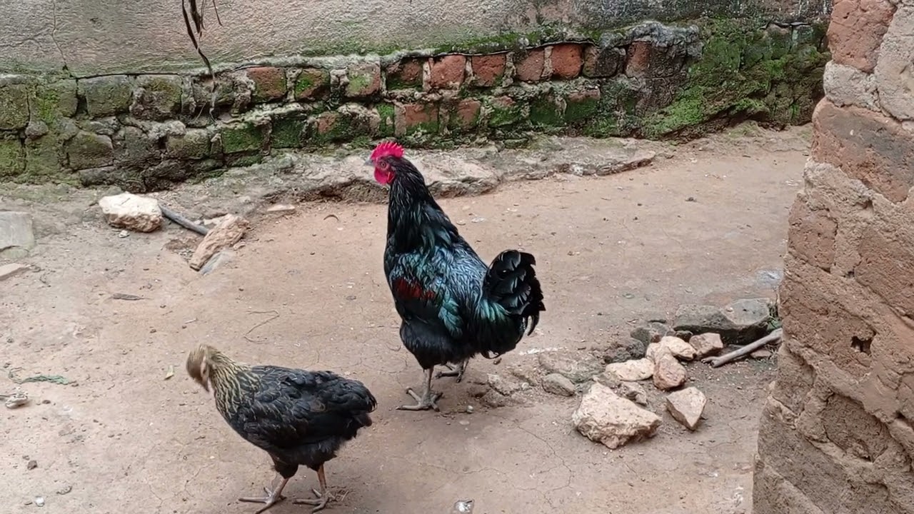 CHICKEN ROOSTER CROWING SOUNDS | CHICKEN NOISE
