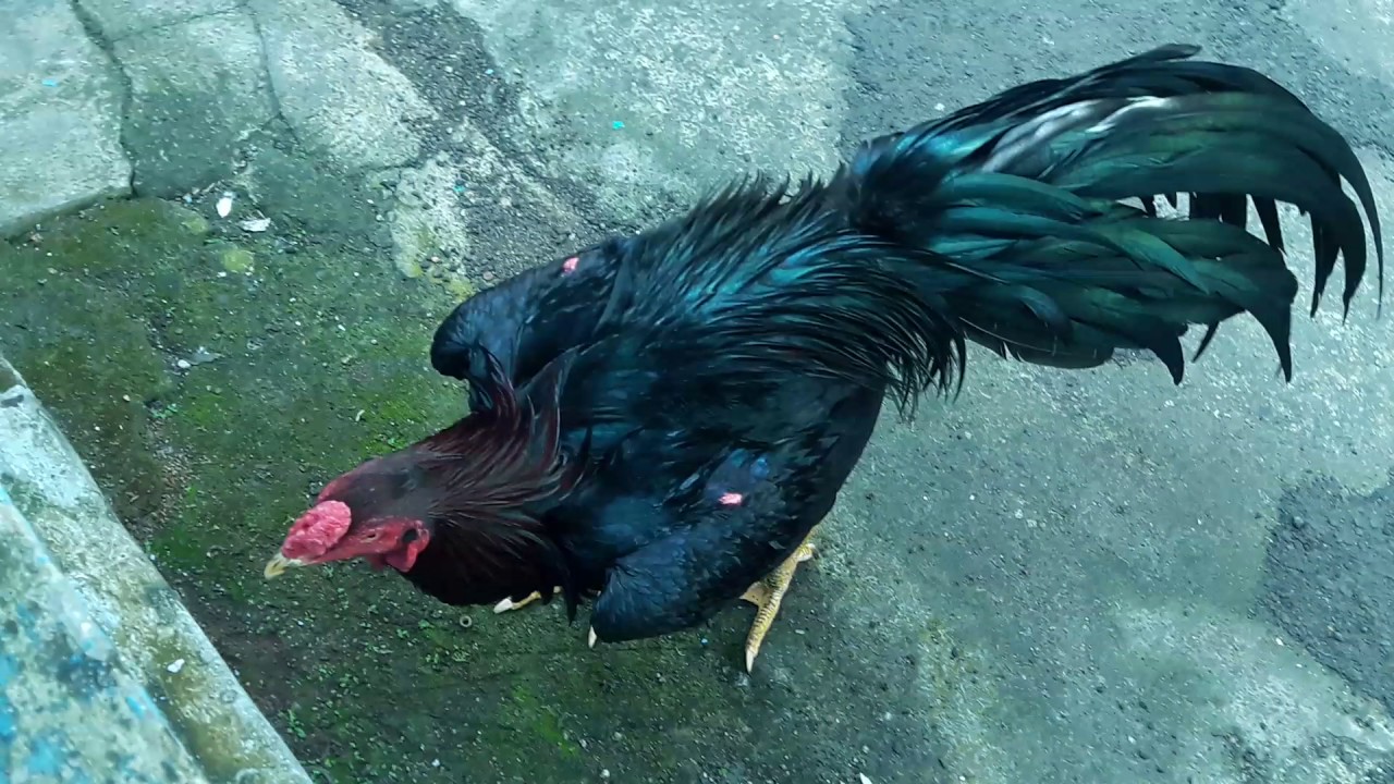 Ayam Bangkok Hitam Kedua