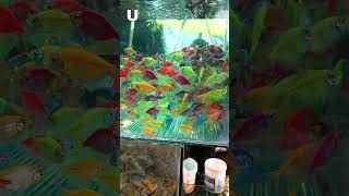 Colour Fish Aquarium Fish #shorts