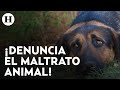 Maltrato animal en México ha incrementado en 2024, 7 de cada 10 animales son víctimas de violencia