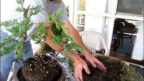 How to Create a Bonsai Tree from a Nursery Juniper, Part Three