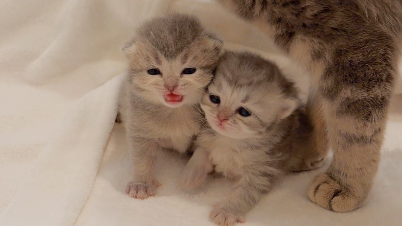 Котенок был такой милый, он мяукал и выпрашивал молоко, когда приходила его мама!