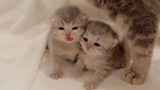 The Kitten Was So Cute As He Meowed And Begged For Milk When His Mother Came