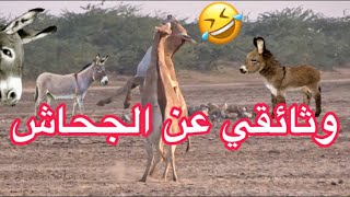 وثائقي عن الجحاش لايفوتك🤣ناشونال النسخة الديرية