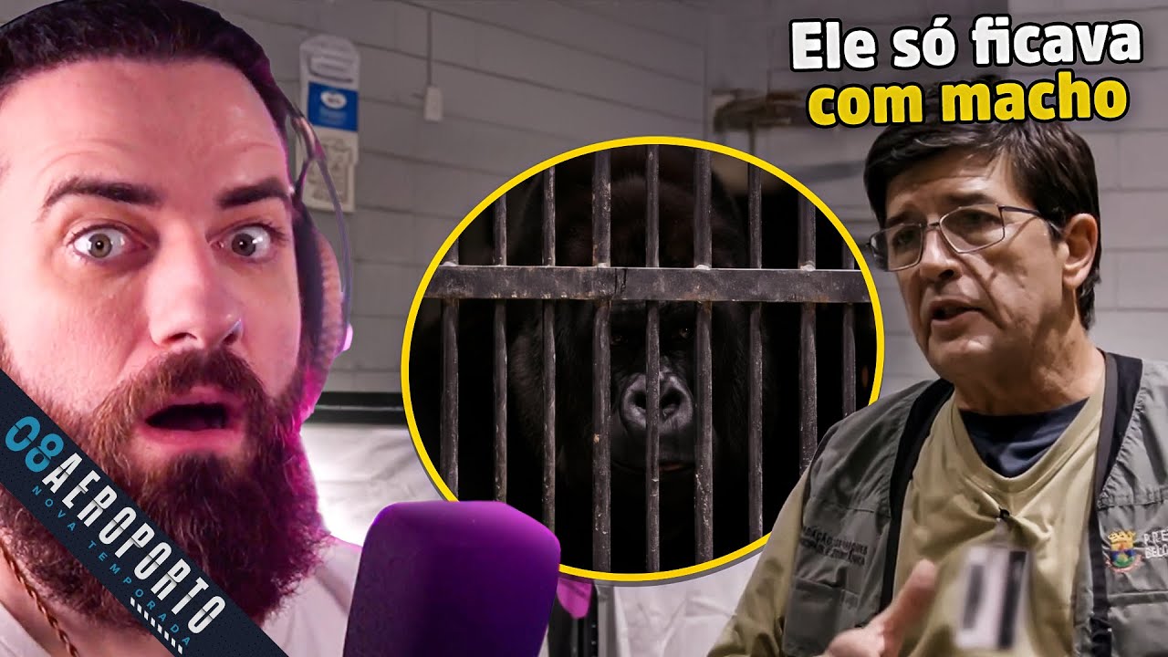 Ibama transporta Gorila que sempre ficou com macho para conhecer fêmeas