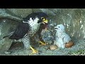 （隼・親と子）Falcon parent and child
