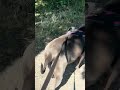 Karma at the park 🐶 #tiktok #portland #dogparks #pets #sunny #joy #foryou