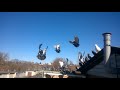 Николаевские торцовые  голуби. Перелеты 2015г