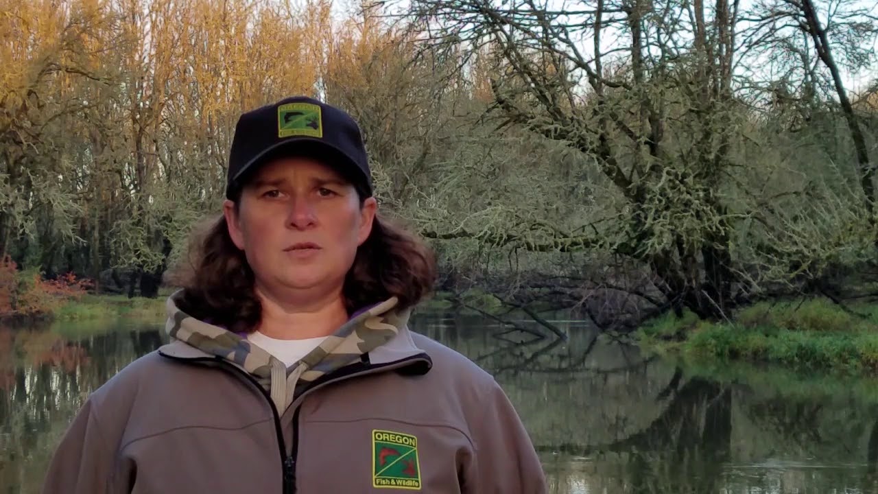 Sauvie Island Wildlife Area Hunt Update Dec. 5, 2017 YouTube