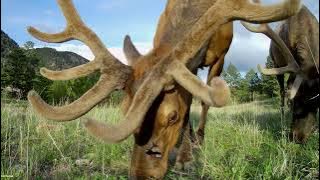 Tactacam 5.0 Wide // Velvet Bull Close Up // Good Bull Outdoors